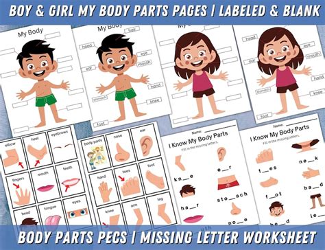 Body Parts Printable Body Parts Pecs Communication Cards Etsy España