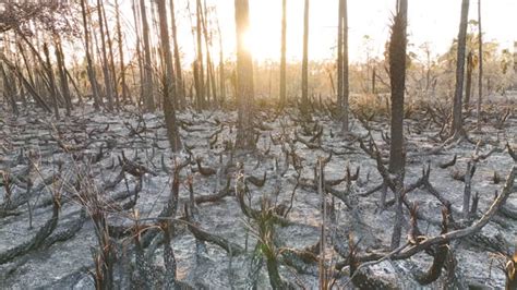 Charred Dead Vegetation Burnt Down After Wildfire Destroyed Florida