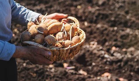 D Couvrez L Incroyable Secret Pour Faire Pousser Des Pommes De Terre