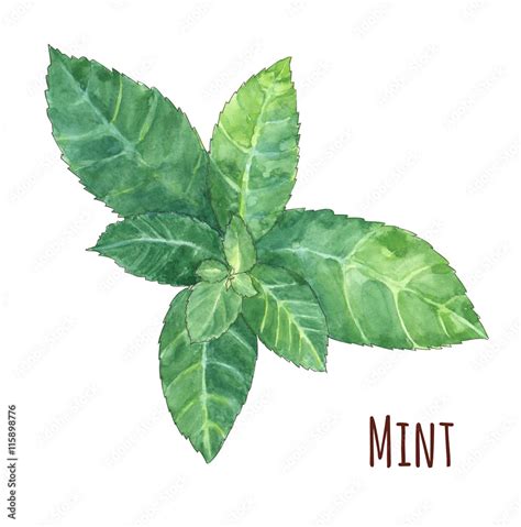 Mint Leaves On White Background Watercolor Painting Realistic