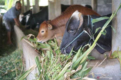 Dampak Penyakit Kulit Pada Sapi Pasar Hewan Di Gunungkidul Sepi