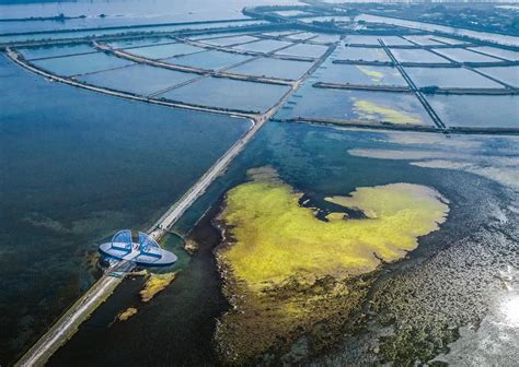 全台唯一！台南最新景點純白「生命之樹」橫跨海上步道，打造濱海夢幻亮點