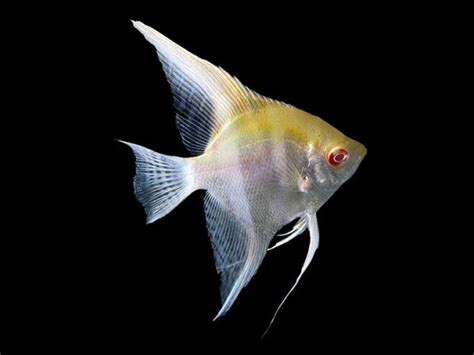 Gold Albino Angelfish AquaFood