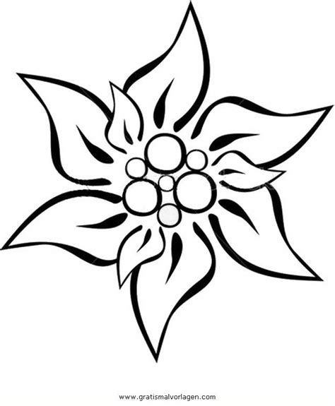 Edelweiss Flower Drawing