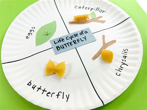 Paper Plate Butterfly Life Cycle Craft In The Playroom