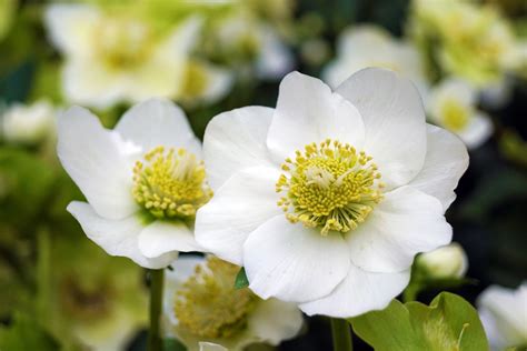 Winterblüher Diese Pflanzen blühen im Winter Plantura