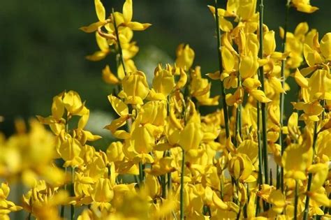 Yellow Flowers Are Blooming In The Field