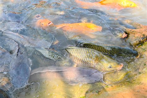 Fish Farm Floating For Breathe On Top Water In Lake Near River Asian