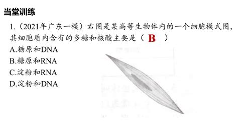 2023届高三生物一轮复习课件 糖类和脂质的种类和作用（共32张ppt） 21世纪教育网