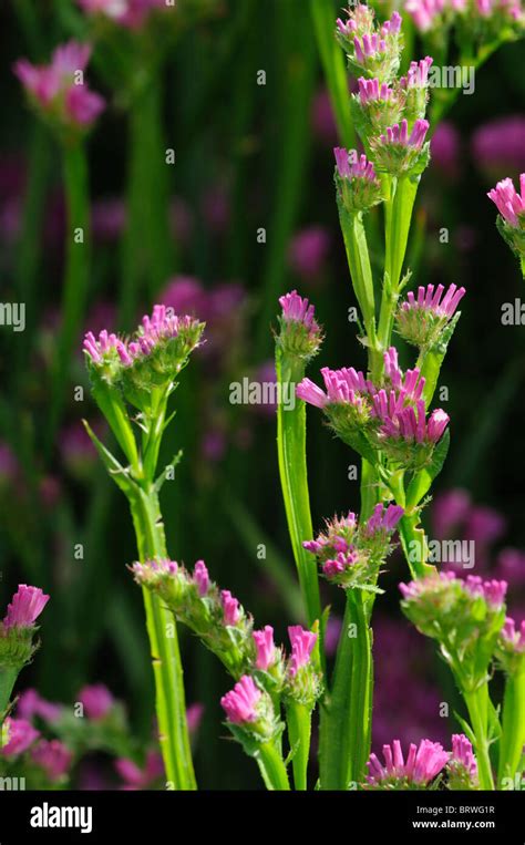 Statice Sinuata Sunburst Rose Limonium Pink Flowers Bloom Blossom