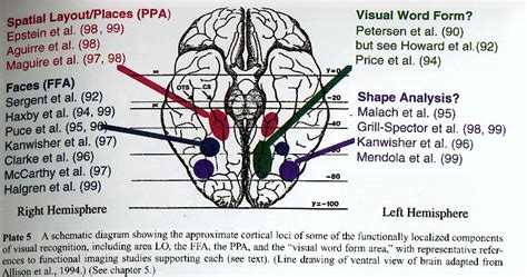 Ventral Stream Areas — Fmri 4 Newbies