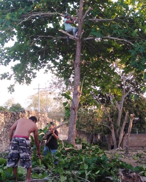 Poda Preventiva De Rboles En Escuela Primaria H Ayuntamiento De