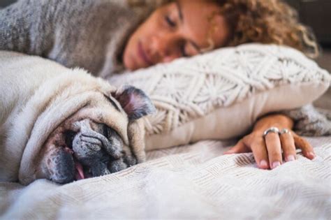 Pessoas Do Sexo Feminino Vivendo Felizes Um Cachorro Dona De Um