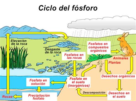 Ciclo del Fósforo Paxala