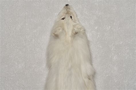 Arctic Fox Tanned Fur Pelt White Fox Snow Fox Skin Hide For Sale