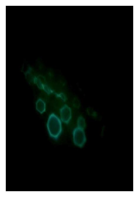 Nitric Oxide Visualization In The Leaf Petiole Sections Of Tomato By