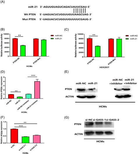 Pten Was A Target Of Mir A Schematic Of Predicted Wildtype Pten