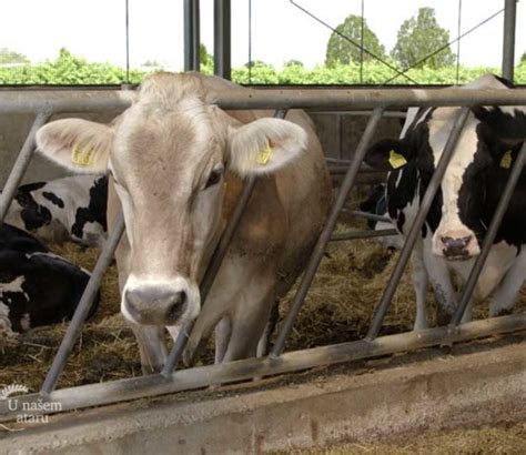 Sto Arstvo Kategorija Agro Saveti