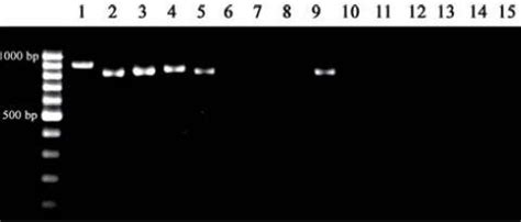 Pcr Amplifi Cation Of Its From Genomic Dna Samples Carried Out Using