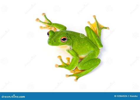 Tree Frog Stock Photo Image Of Foreground Blue Green 32864526