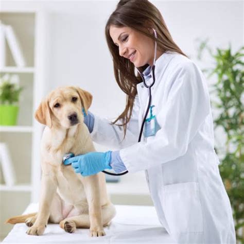 Dia Do Médico Veterinário Saiba Como Check Ups Regulares Podem Salvar