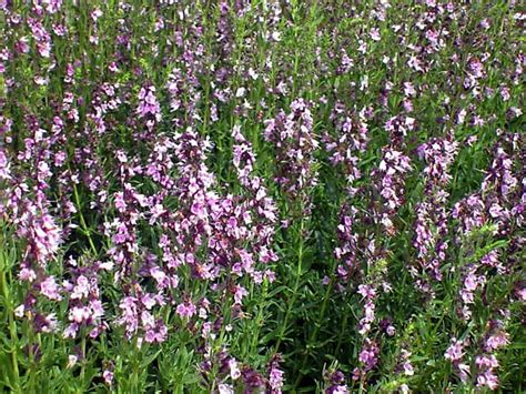 hyzop lekarski Roseus łac Hyssopus officinalis kod 5451 Byliny