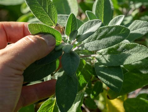 5 Sage Plant Varieties to Add to Your Garden