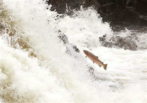 Jumping Steelhead Photograph By Angie Vogel Fine Art America