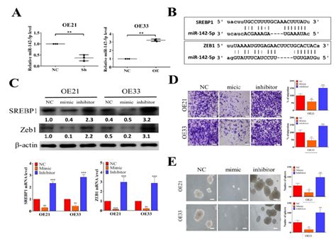 Tumor Suppressor Mir P Targets Srepb And Zeb In Escc A Qpcr