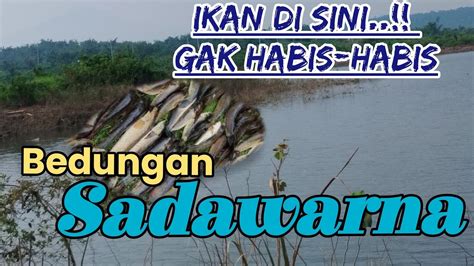 Gak Nyangka Ternyata Di Rawa Kecil Pinggir Bendungan Sadawarna Banyak