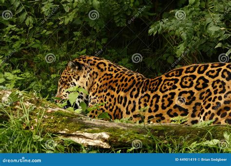 Formidable Jaguar Stock Photo - Image: 44901419