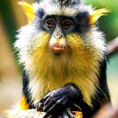 Wolf's Mona Monkey Characteristics | Cercopithecus Wolfi Facts