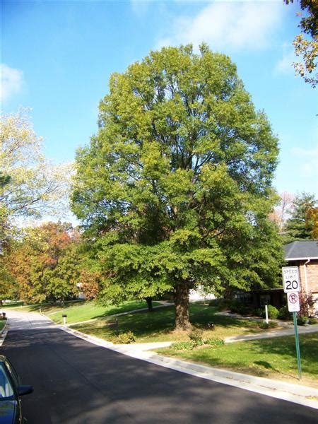 Quercus phellos (Willow Oak) | Kiefer Nursery: Trees, Shrubs, Perennials