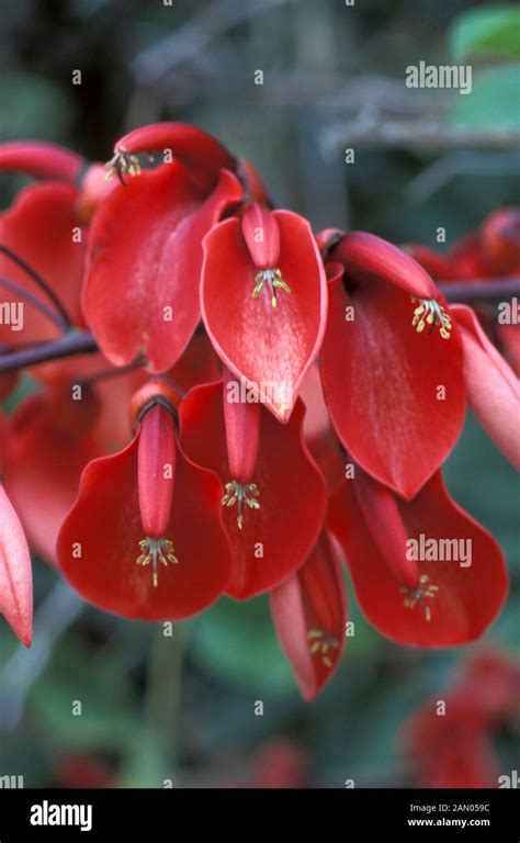 Erythrina crista galli hi-res stock photography and images - Alamy