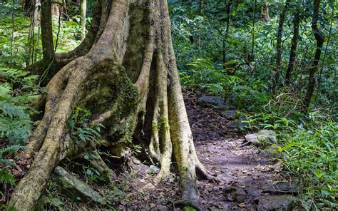 Forest Track Bunya Mountain National Park Nick Mcgrath Potterau