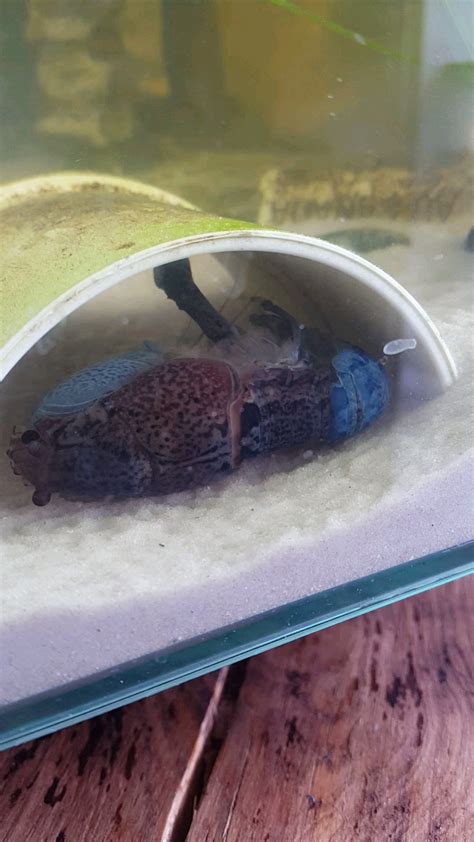 Blue lobster molting its shell : r/Aquariums