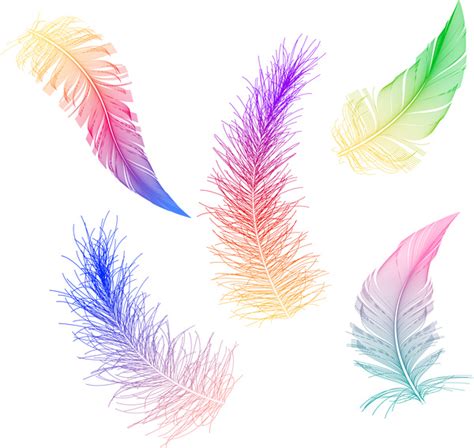 Colorful Feather Collection Vectors Images Graphic Art Designs In