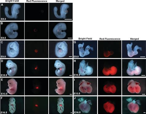 Analysis Of Cardiac Chamber Development During Mouse Embryogenesis