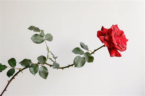 Una Rosa Roja Con Hojas Verdes Y Un Fondo Blanco Vector Premium