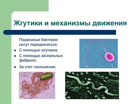 Морфология микроорганизмов. Строение клетки прокариот на примере ...