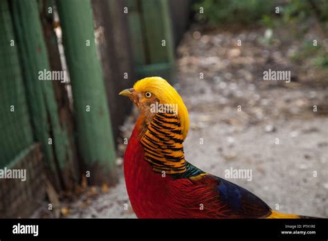 Male Golden pheasant also called the Chinese pheasant or chrysolophus ...