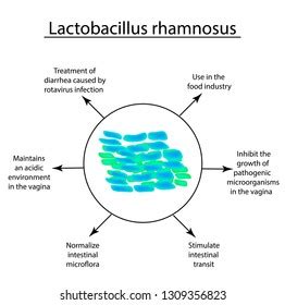 Useful Properties Lactobacillus Probiotic Lactobacillus Acidophilus