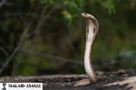 What Is Field Herping For Snakes How To Do It Thailand Snakes