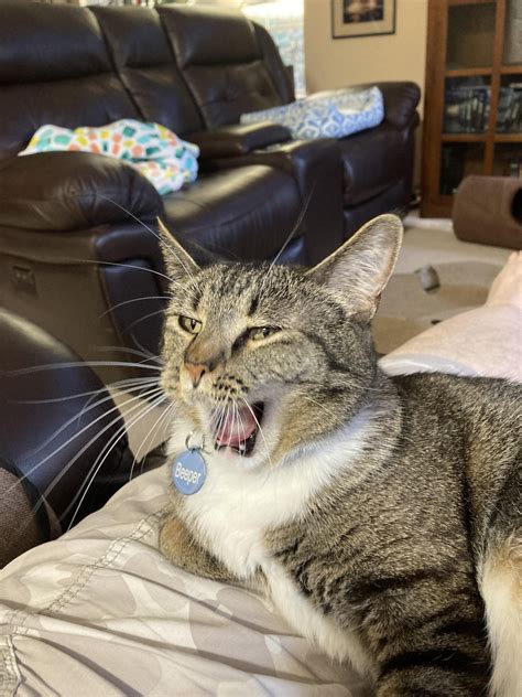 Stages of a Beeper Yawn : r/standardissuecat