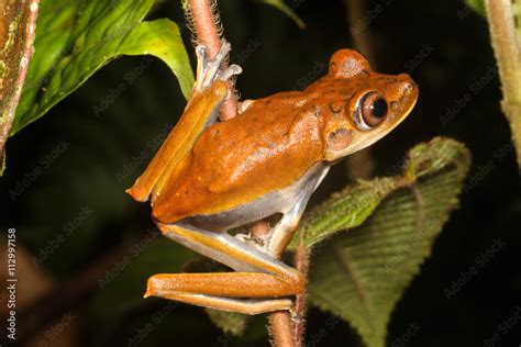 Foto De The Map Tree Frog Hypsiboas Geographicus Is A Species Of Frog