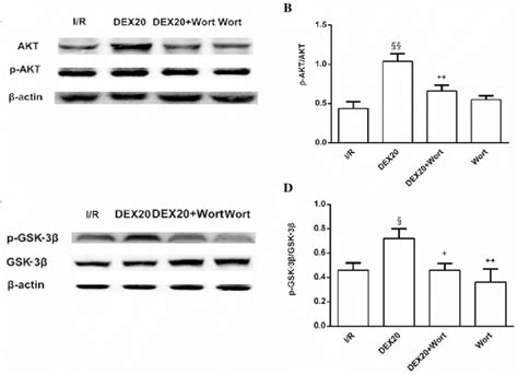 Expression Levels Of A And B P Akt And C And D P Gsk 3β Ser9 In Download Scientific