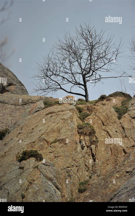 Alpine ibex rock climber Stock Photo - Alamy