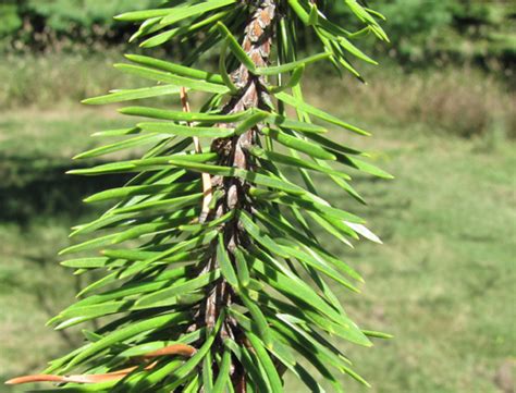 Jack Pine Pinus Banksiana The Arboretum