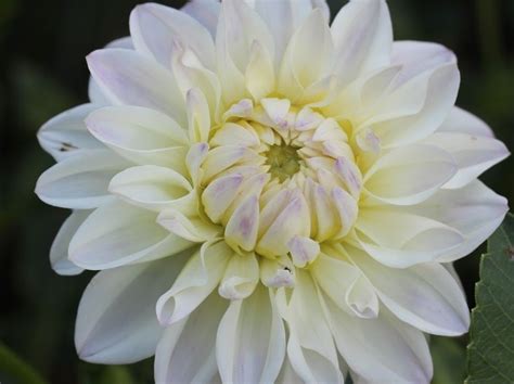 Dahlia Decorative Witten Wpc Prins Flowering Bulbs Tubers South