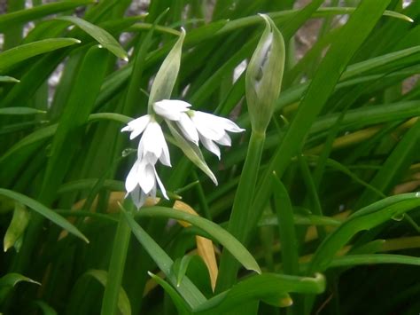 Three-Cornered Leek, Snowbell, Allium triquetrum